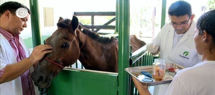 "Projeto Carroceiro”, da Universidade Federal Rural da Amazônia, instala chips em cavalos