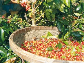 A produtividade do café conilon teve um incremento de 300%.