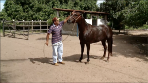 Hospedagem para cavalos mantém cuidados especiais com os animais