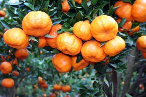 O cultivo de tangerina ponkan é um dos carros-chefe da serrana do ES