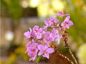 Saiba quais são os cuidados para quem deseja iniciar o cultivo de orquídeas