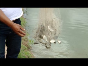 Os agricultores do norte gaúcho têm investido na piscicultura