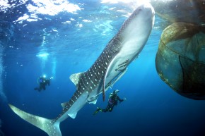 Tubarões-baleias mais parecem animais de estimação