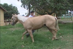 Anemia em cavalos pode ser fatal